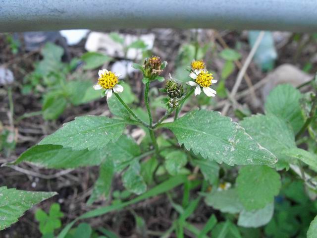 Bidens pilosa